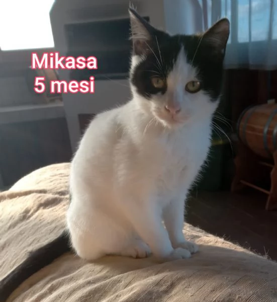 MIAO MICINI DAGLI 8 MESI