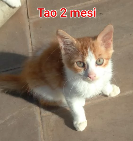 MIAO MICINI DAGLI 8 MESI