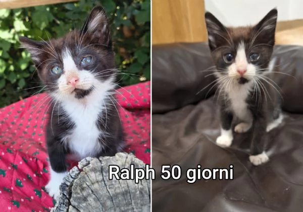 MIAO MICINI DAGLI 8 MESI | Foto 4