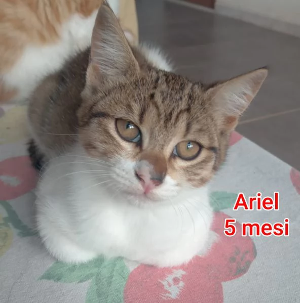 MIAO MICINI DAGLI 8 MESI | Foto 3