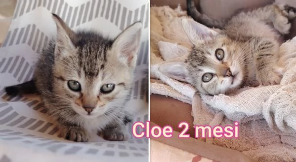 MIAO MICINI DAGLI 8 MESI | Foto 3