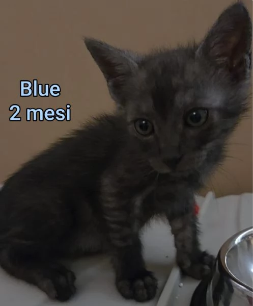 MIAO MICINI DAGLI 8 MESI | Foto 5