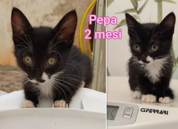 MIAO MICINI DAGLI 8 MESI | Foto 3