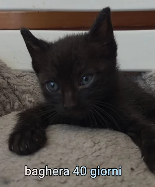 MIAO MICINI DAGLI 8 MESI | Foto 4