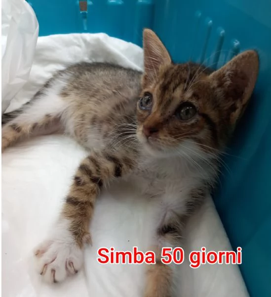 MIAO MICINI DAGLI 8 MESI | Foto 3