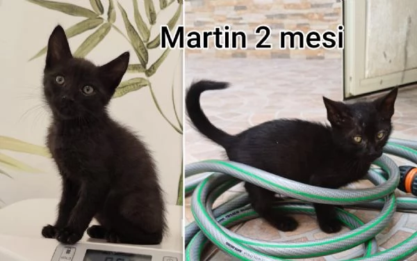 MIAO MICINI DAGLI 8 MESI