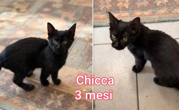 MIAO MICINI DAGLI 8 MESI | Foto 5