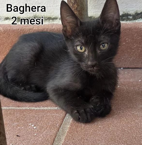 MIAO MICINI DAGLI 8 MESI | Foto 3