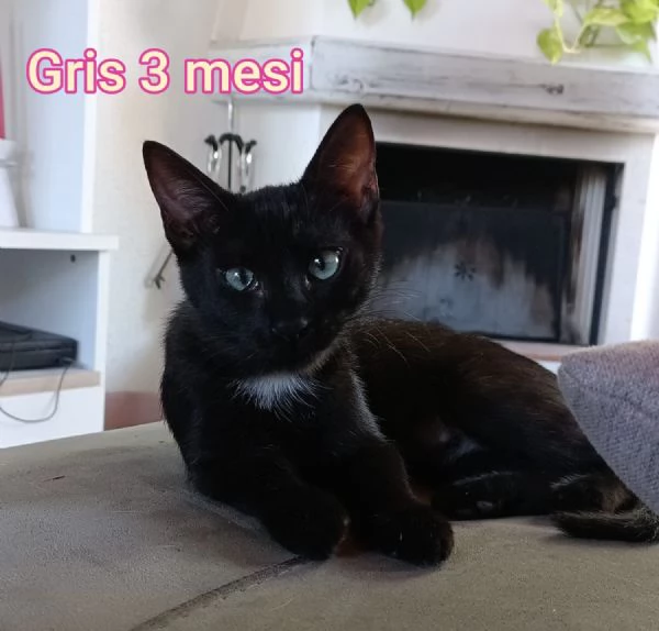 MIAO MICINI DAGLI 8 MESI | Foto 5
