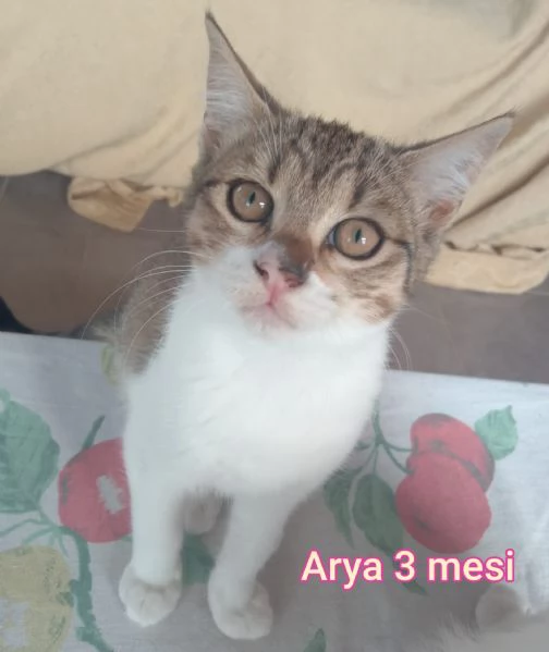 MIAO MICINI DAGLI 8 MESI | Foto 5