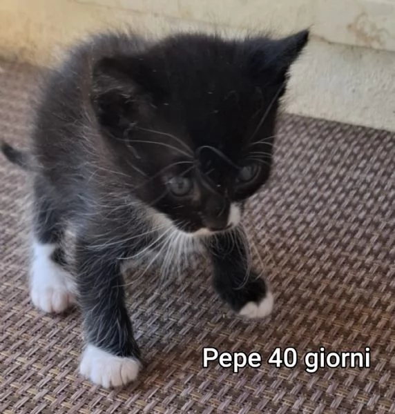 MIAO MICINI DAGLI 8 MESI | Foto 3