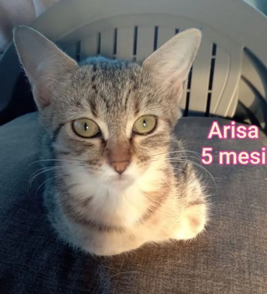 MIAO MICINI DAGLI 8 MESI | Foto 2