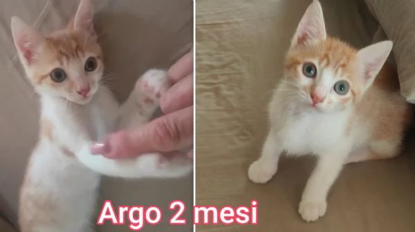 MIAO MICINI DAGLI 8 MESI