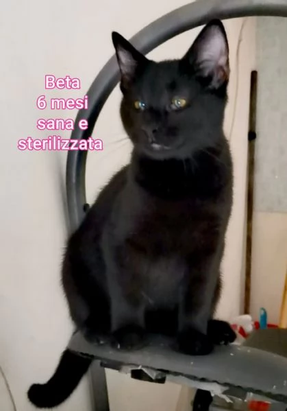 MIAO MICINI DAGLI 8 MESI | Foto 1