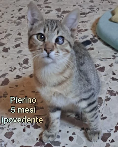 MIAO MICINI DAGLI 8 MESI | Foto 0
