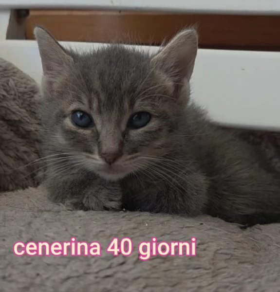 MIAO MICINI DAGLI 8 MESI