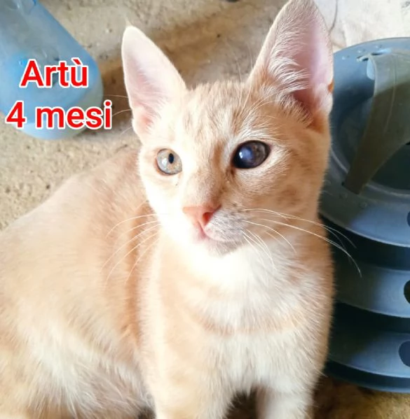 MIAO MICINI DAGLI 8 MESI | Foto 4