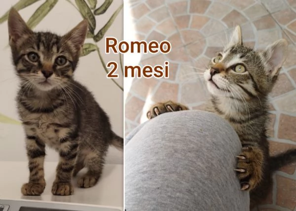 MIAO MICINI DAGLI 8 MESI | Foto 2