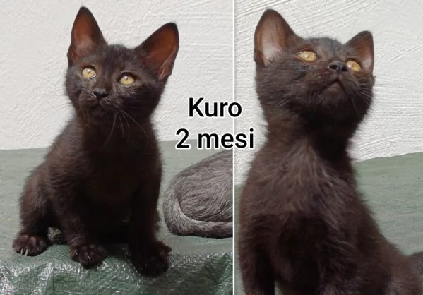 MIAO MICINI DAGLI 8 MESI | Foto 2