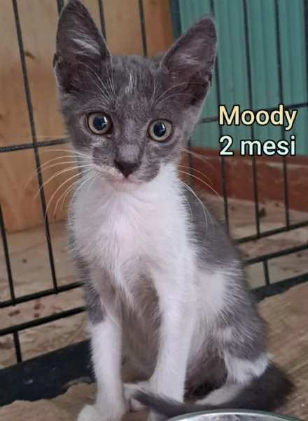 MIAO MICINI DAGLI 8 MESI