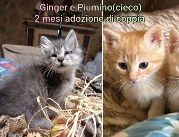 MIAO MICINI DAGLI 8 MESI | Foto 2