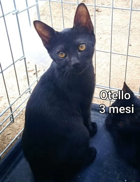 MIAO MICINI DAGLI 8 MESI | Foto 3