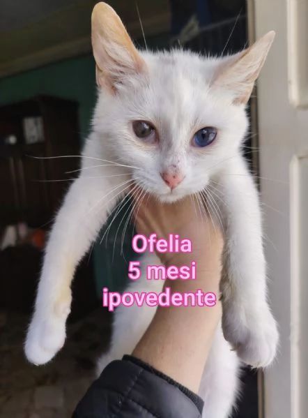 MIAO MICINI DAGLI 8 MESI