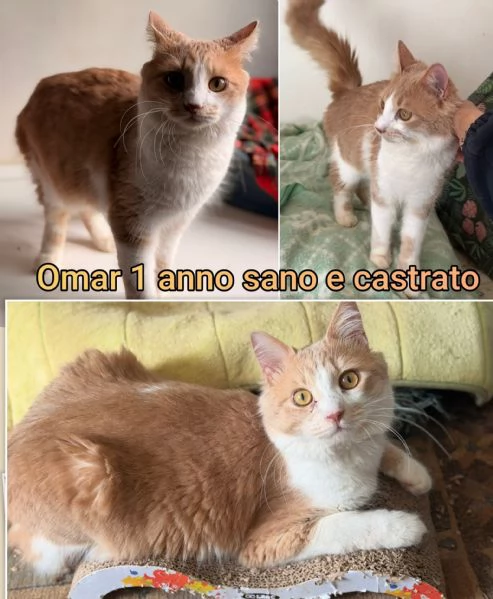 MIAO MICINI DAGLI 8 MESI | Foto 1
