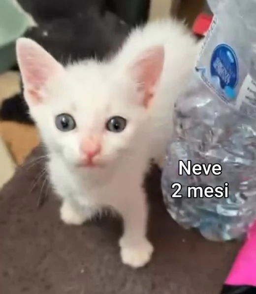 MIAO MICINI DAGLI 8 MESI