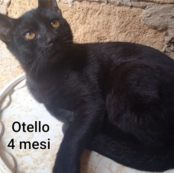 MIAO MICINI DAGLI 8 MESI | Foto 3