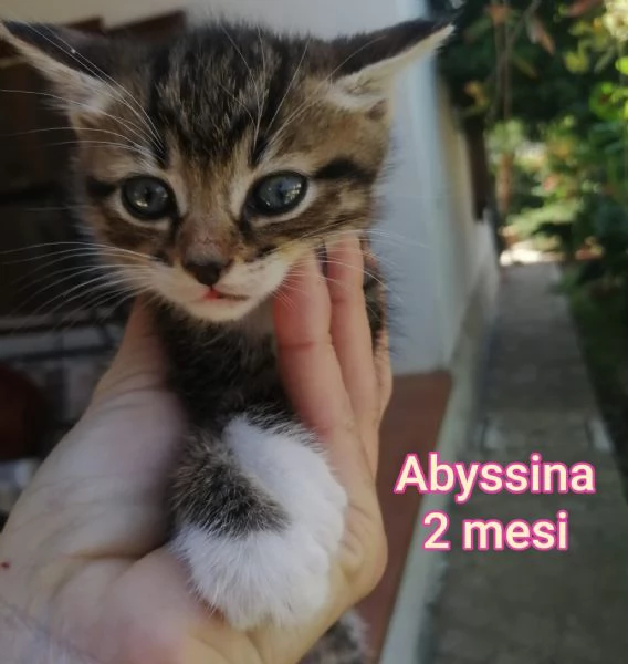 MIAO MICINI DAGLI 8 MESI | Foto 3