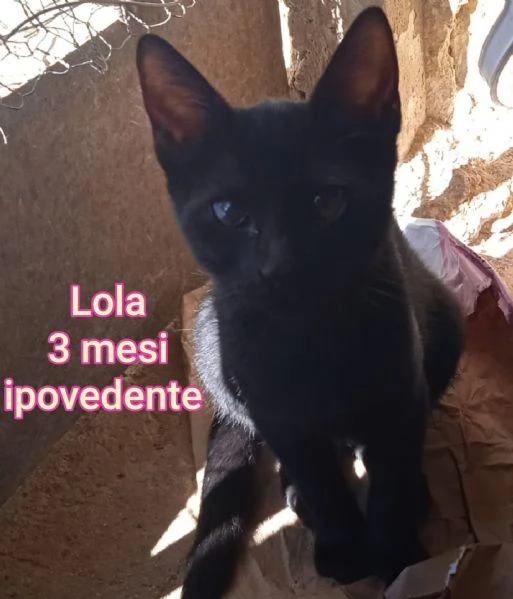 MIAO MICINI DAGLI 8 MESI | Foto 2