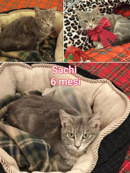 MIAO MICINI DAGLI 8 MESI