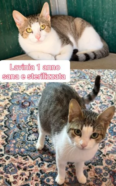 MIAO MICINI DAGLI 8 MESI | Foto 0
