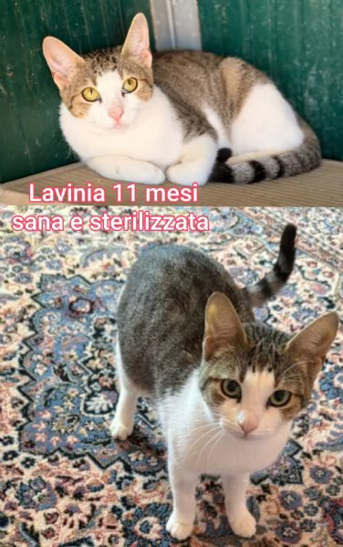 MIAO MICINI DAGLI 8 MESI | Foto 3