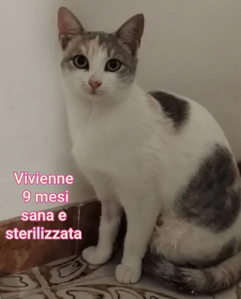 MIAO MICINI DAGLI 8 MESI | Foto 1