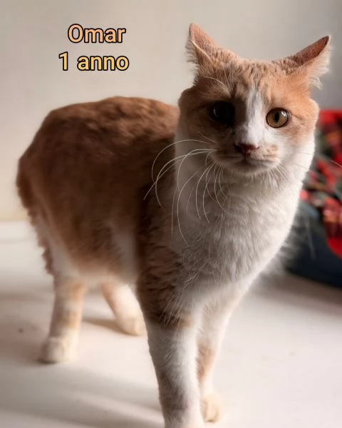 MIAO MICINI DAGLI 8 MESI | Foto 0