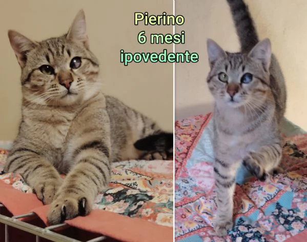 MIAO MICINI DAGLI 8 MESI | Foto 2