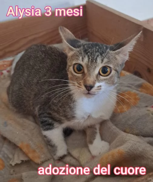 MIAO MICINI DAGLI 8 MESI | Foto 0