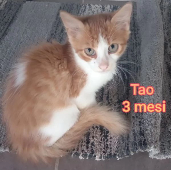MIAO MICINI DAGLI 8 MESI | Foto 0