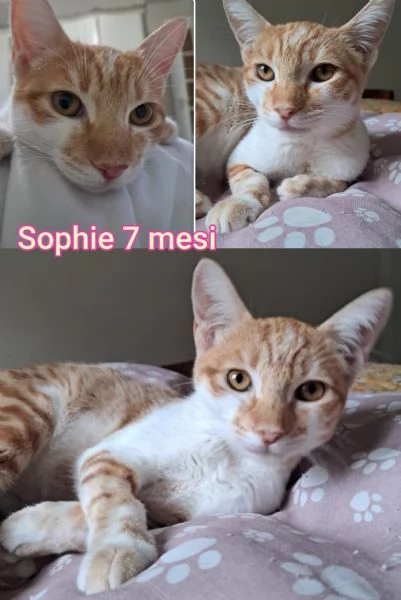 MIAO MICINI DAGLI 8 MESI | Foto 0