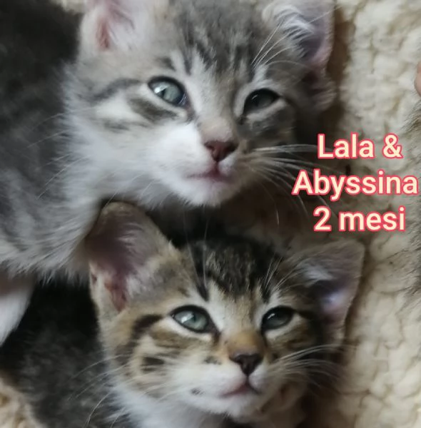 MIAO MICINI DAGLI 8 MESI | Foto 0