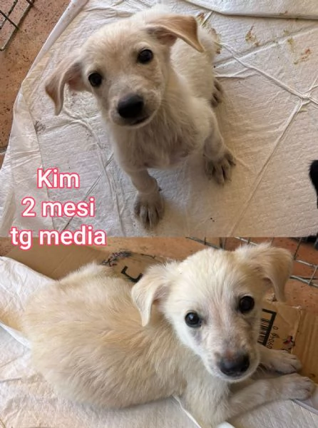 cuccioli abbandonati in cerca di casa | Foto 6