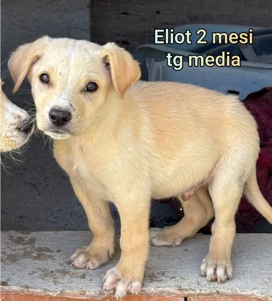 cuccioli abbandonati in cerca di casa | Foto 6