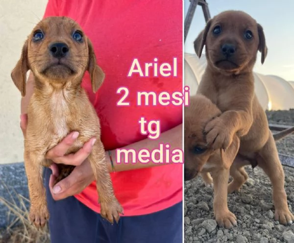cuccioli abbandonati in cerca di casa | Foto 6