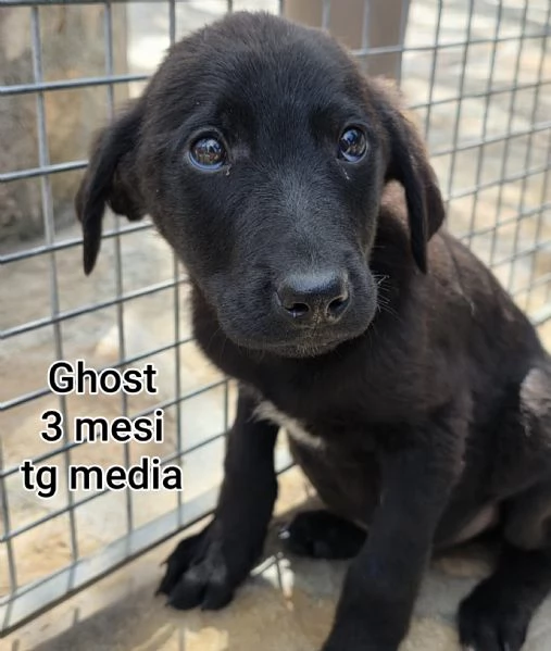 cuccioli abbandonati in cerca di casa | Foto 5