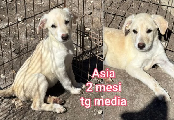 cuccioli abbandonati in cerca di casa | Foto 4