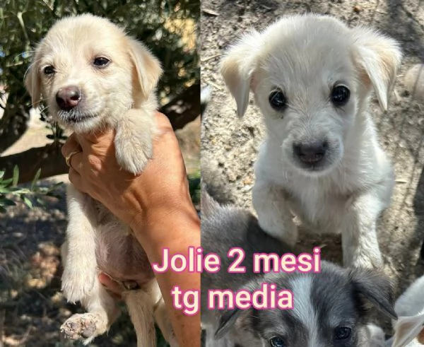cuccioli abbandonati in cerca di casa