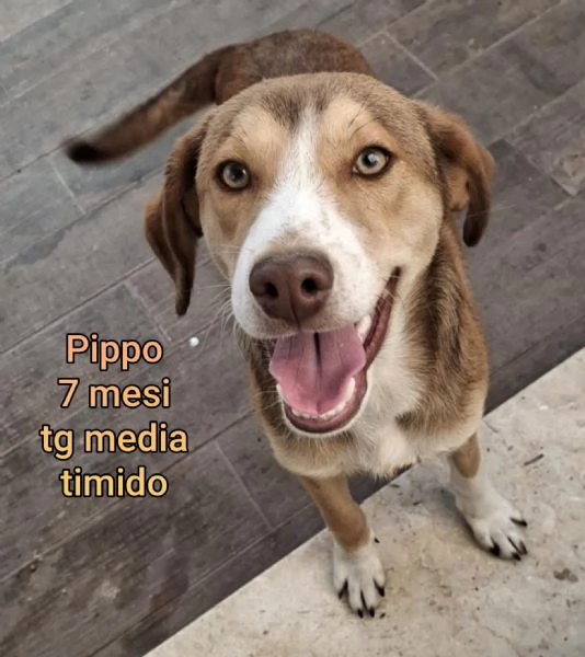 cuccioli abbandonati in cerca di casa | Foto 3