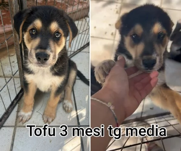 cuccioli abbandonati in cerca di casa | Foto 4